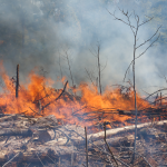 Guía 2025 de prevención de incendios para el campo jiennense